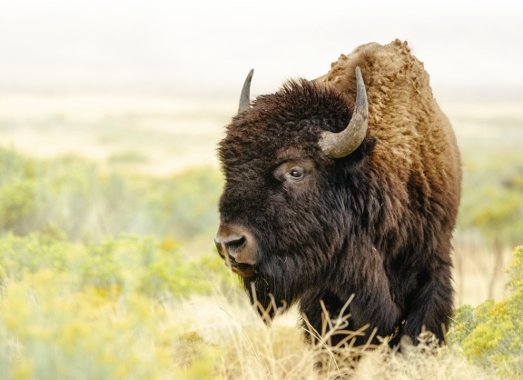 Buffalo